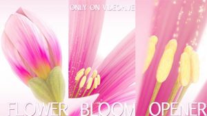 Flower Bloom Logo